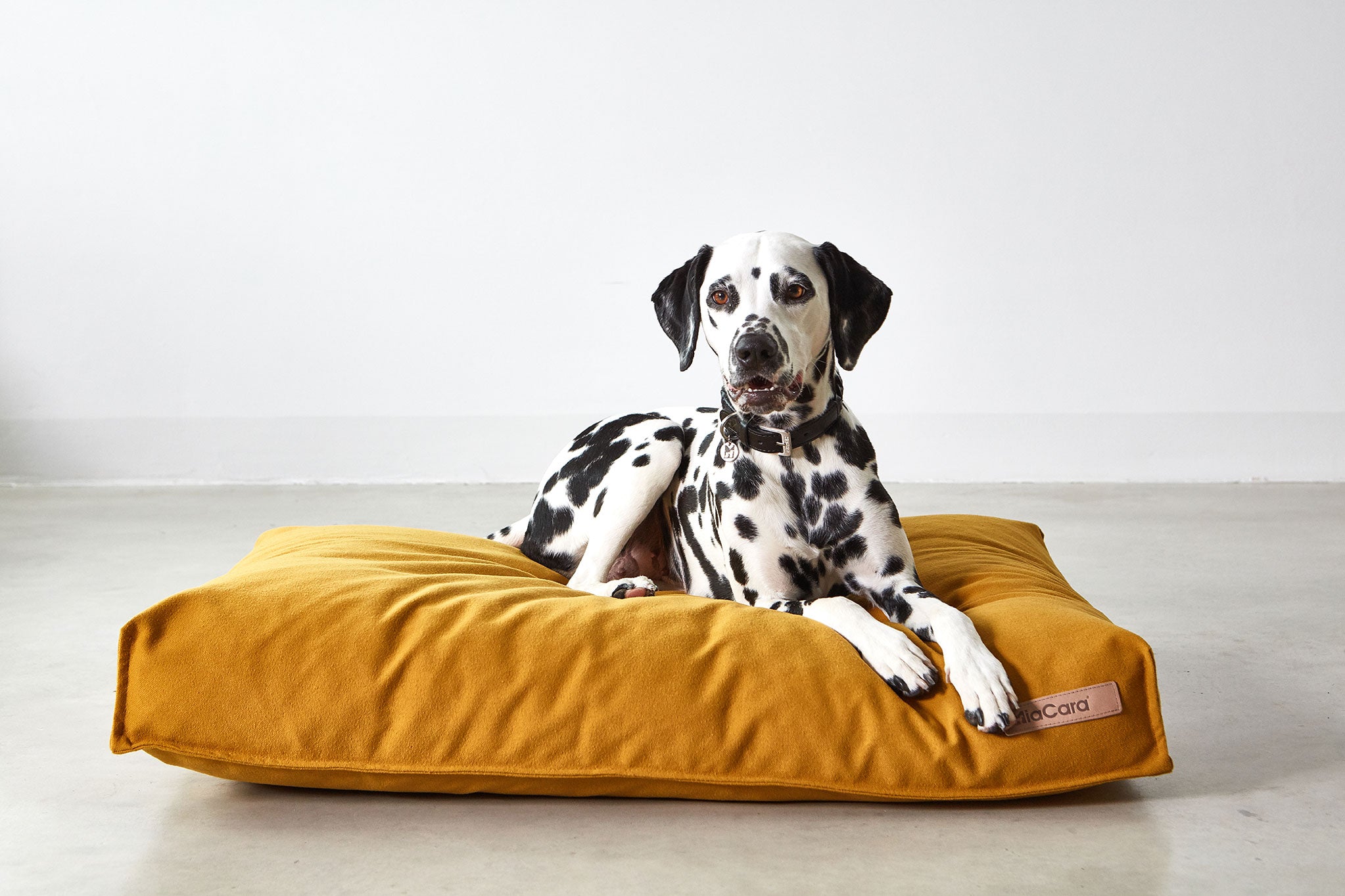 Are Orthopedic Dog Beds Worth It? SHOOBY Boutique