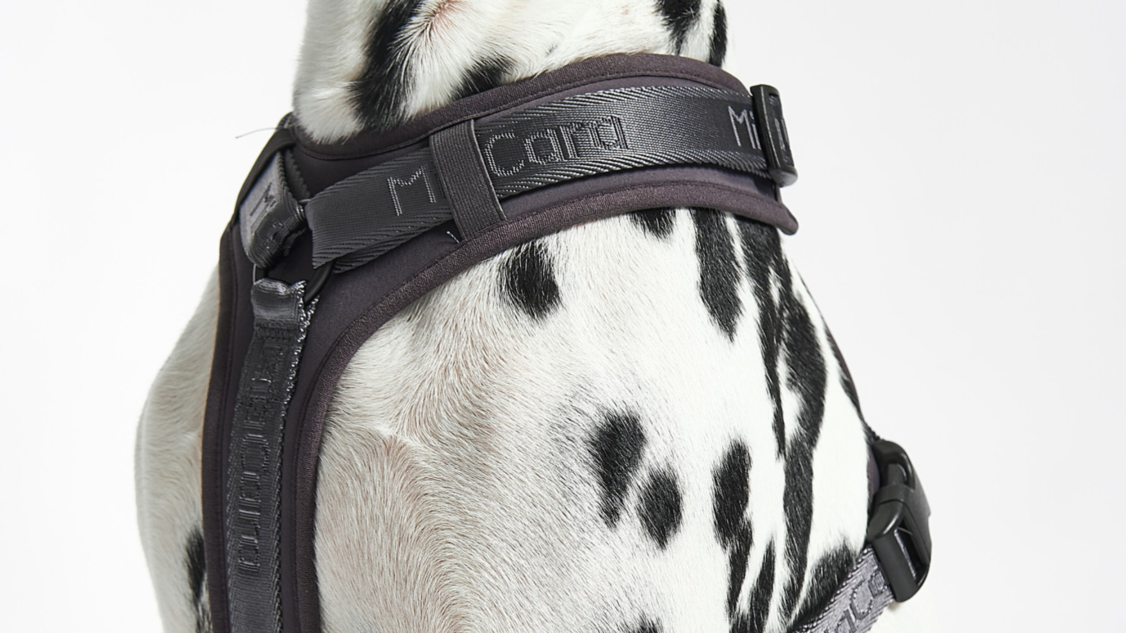 What Should Dog Owners Look for in a Dog Harness?