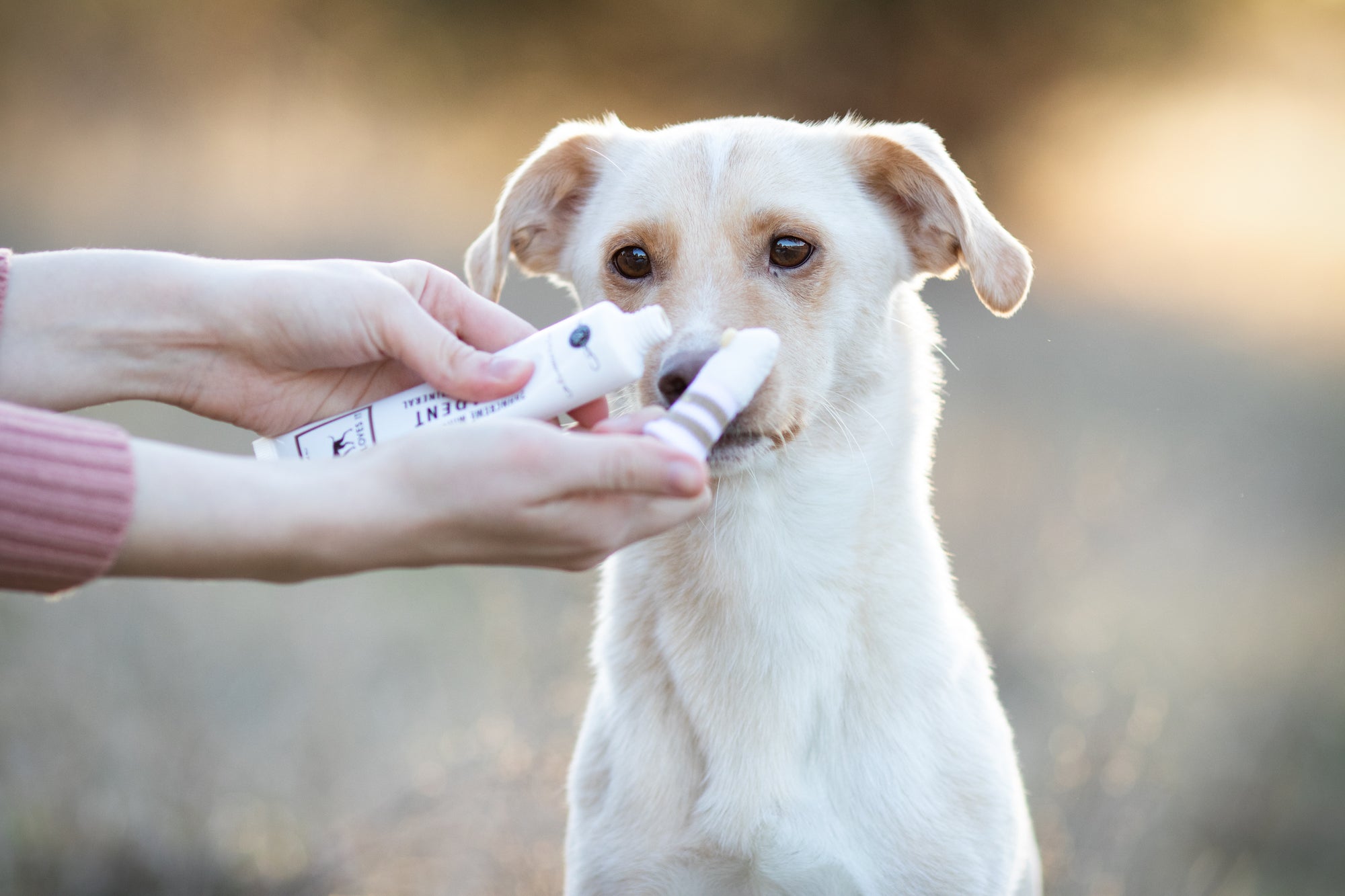 Can you use human toothpaste on dogs? - SHOOBY