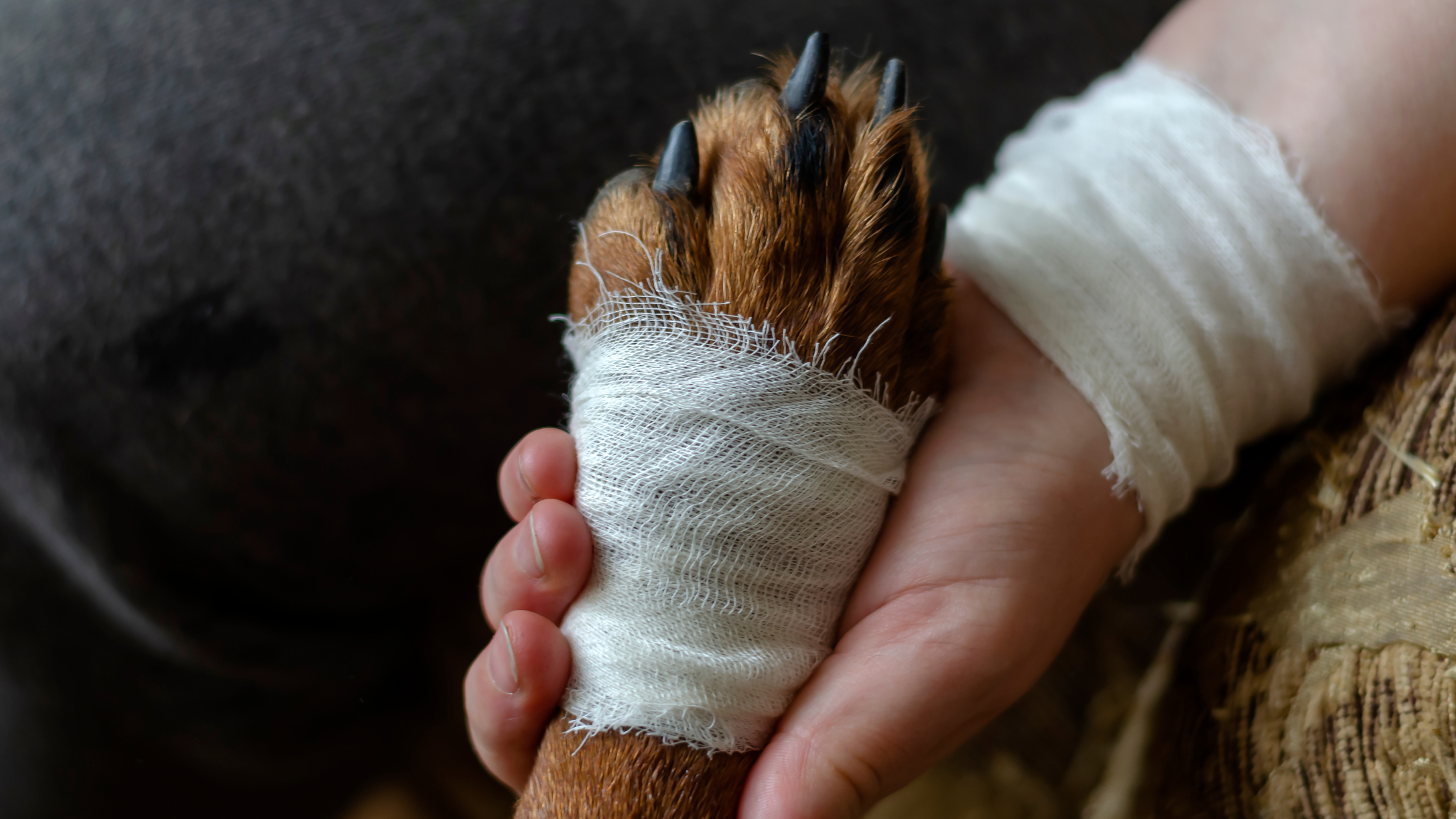 First Aid for Dogs: What You Need to Know and Essential Products