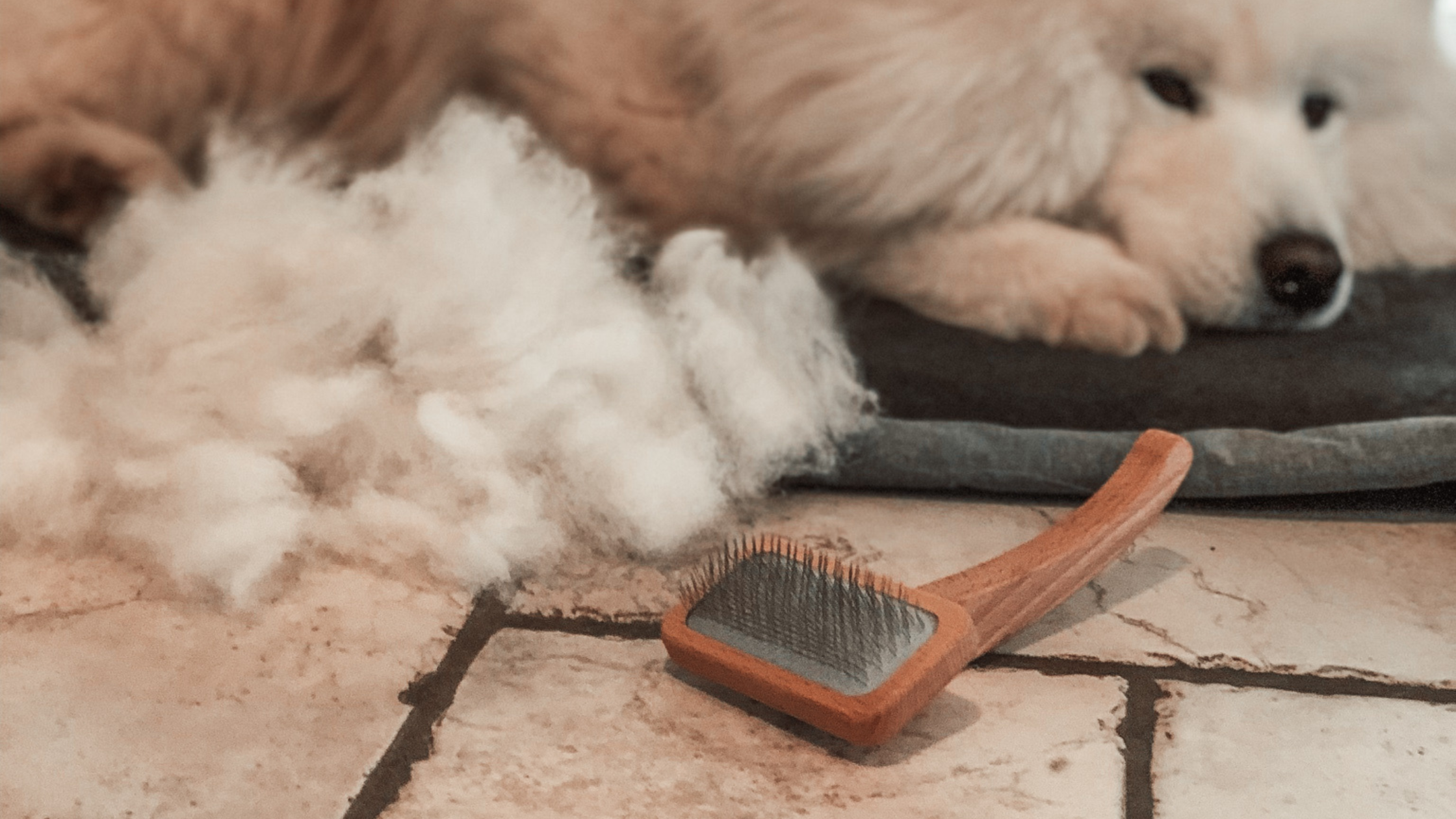 What is a Slicker Brush? Keep your double-coated dog's fur soft and healthy.