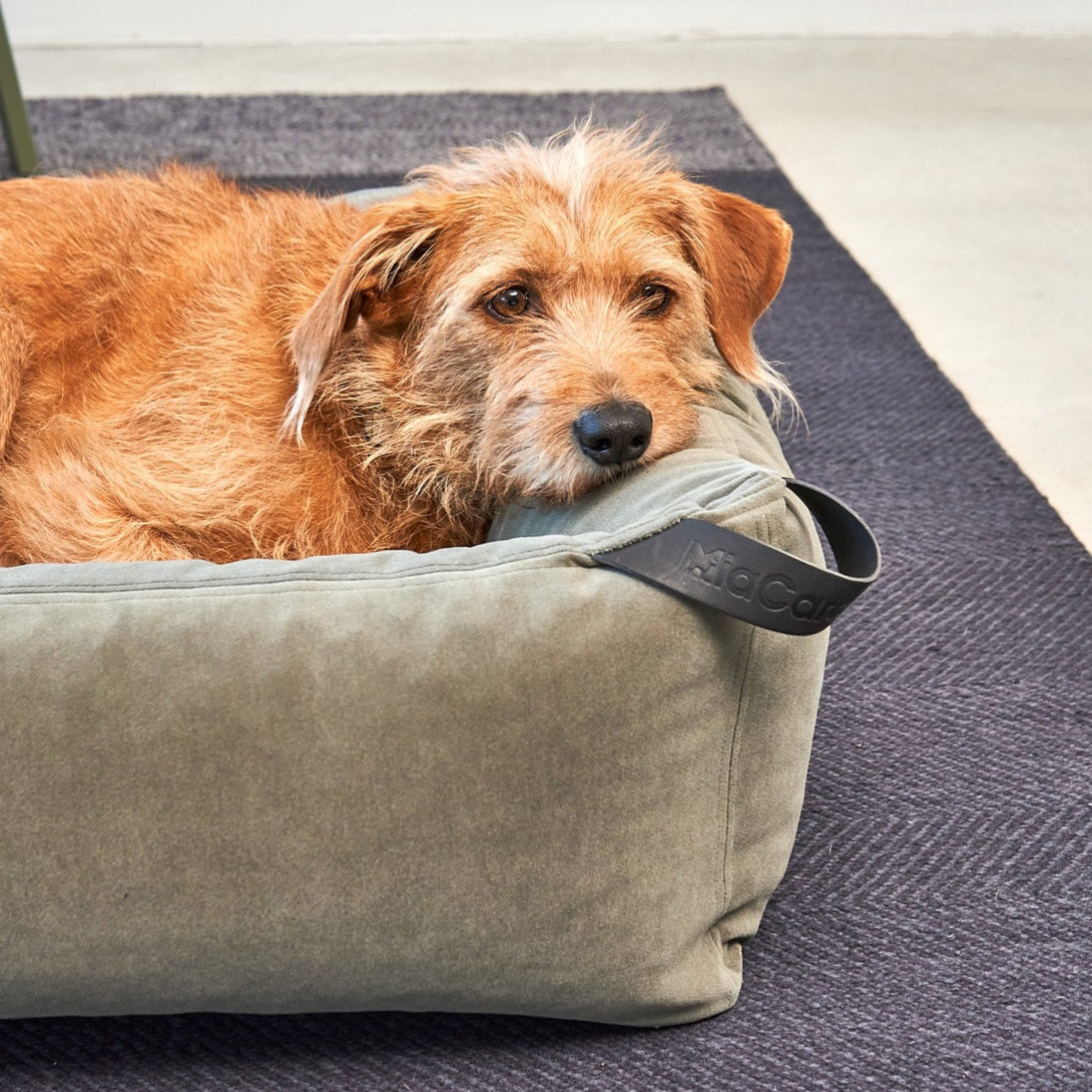 Modern Dog Box Bed Miacara MiaCara - Easy to clean with water thanks to the EasyClean technology Sage Green 