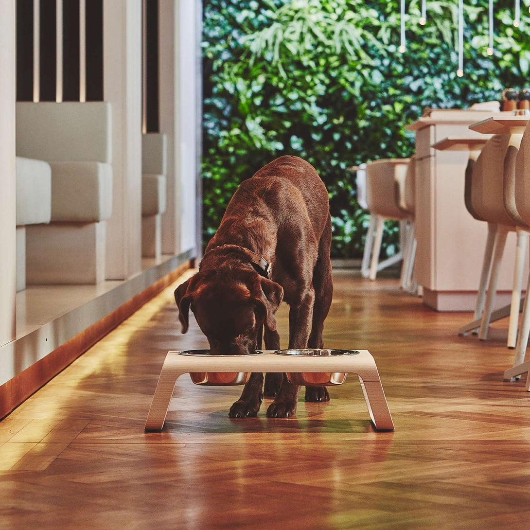 Modern Luxury Natural Desco Dog Feeder - Wood - Stainless Steel Bowls by MiaCara
