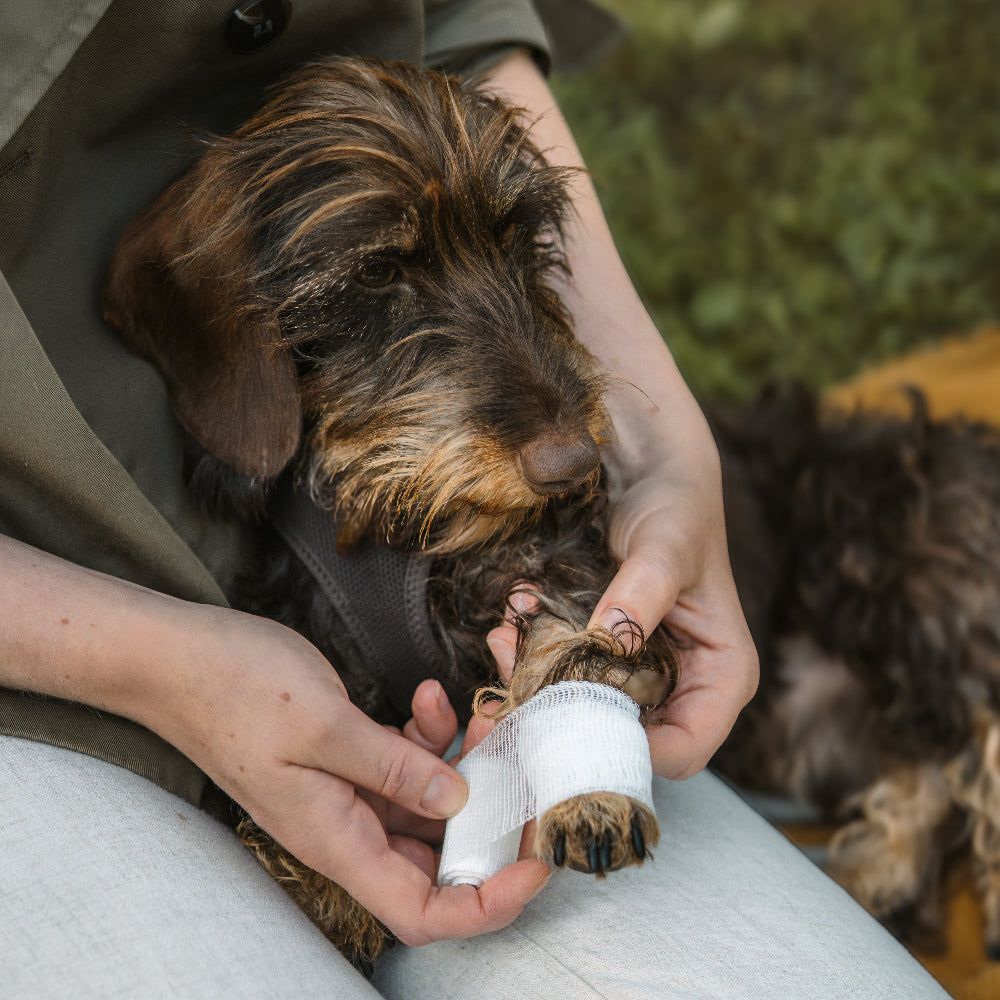 LILA LOVES IT Dog First Aid Emergency Kit Injured Paw