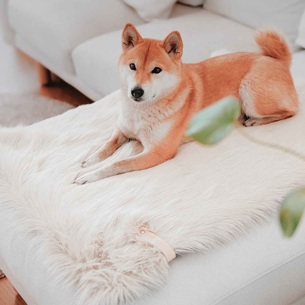 Fashionable Faux Fur Dog Blanket White Labbvenn