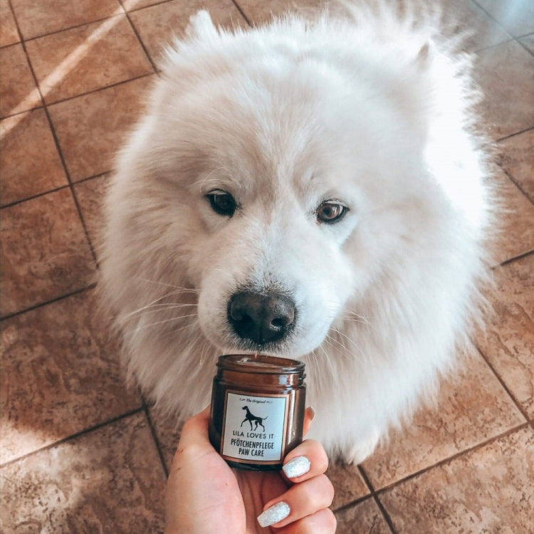 Natural and organic dog paw moisturizer for dry and cracked paws